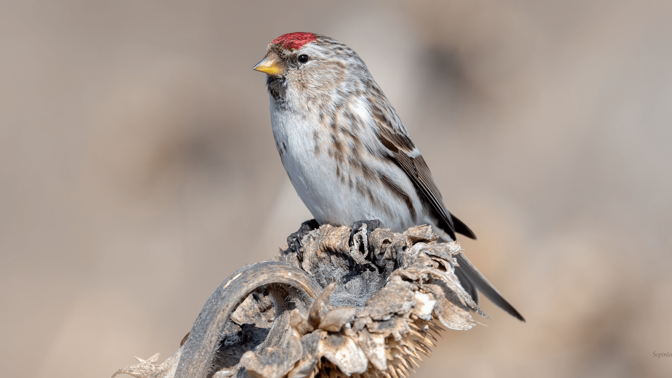 Common Redpoll Shailesh Pinto 2