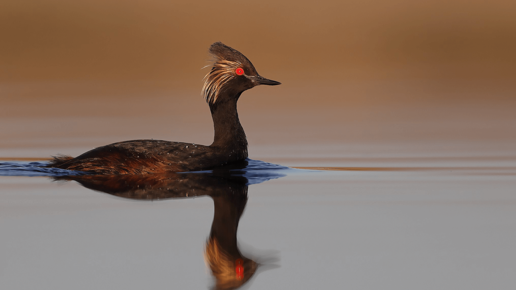 Eared Grebe Matt Misewicz 2