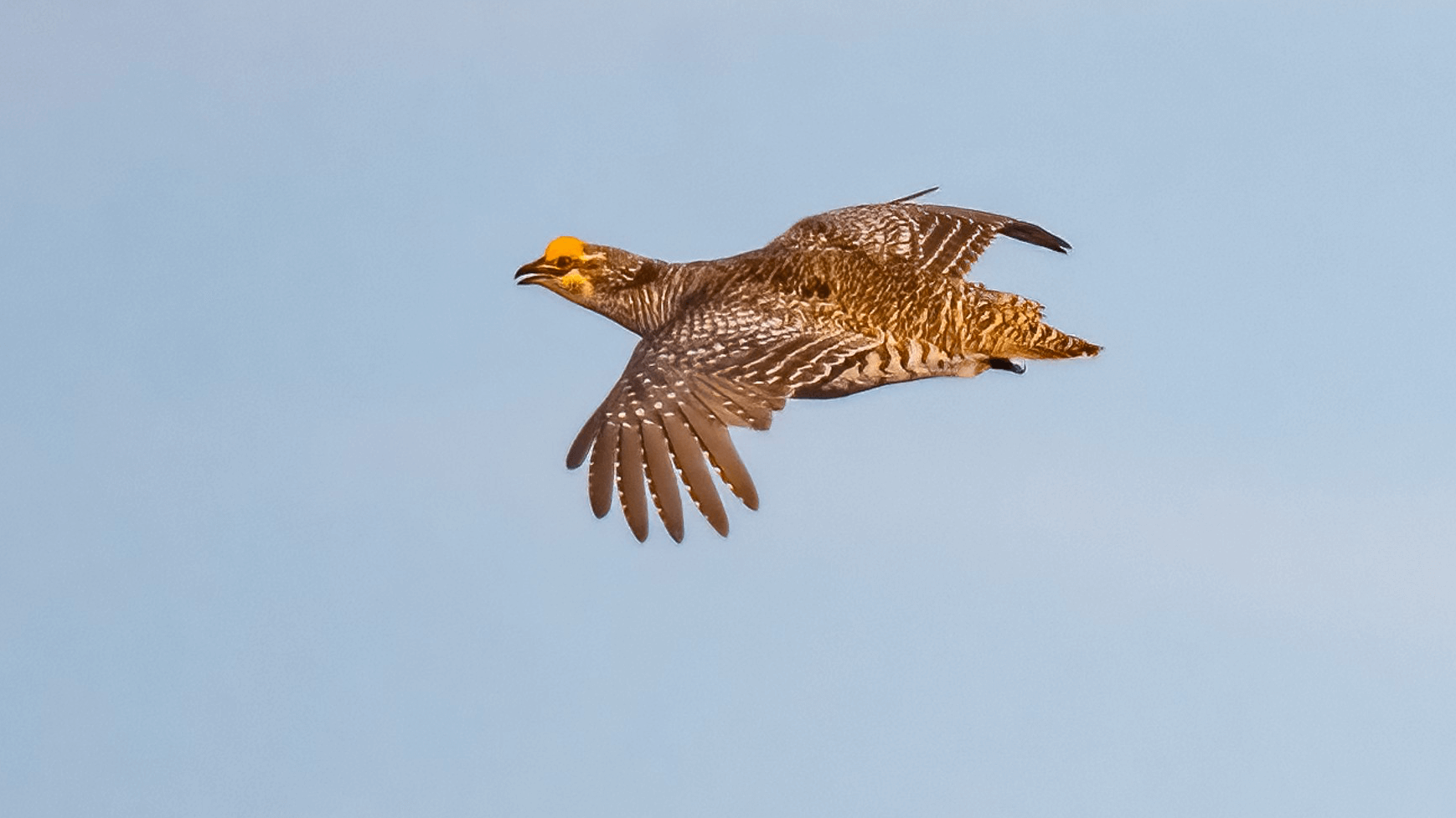 Greater Prairie Chicken Jim Merritt 2