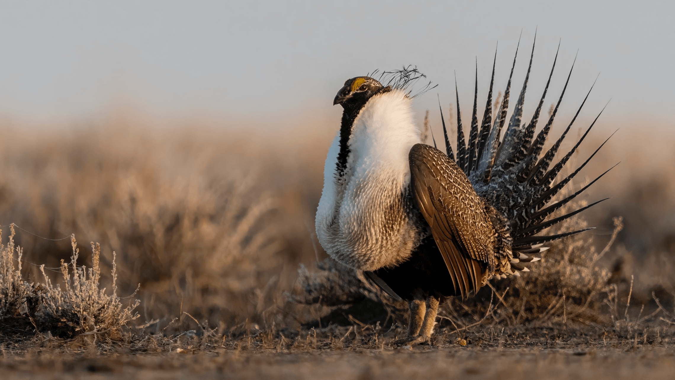 Greater Sage Grouse Seth Owens 2