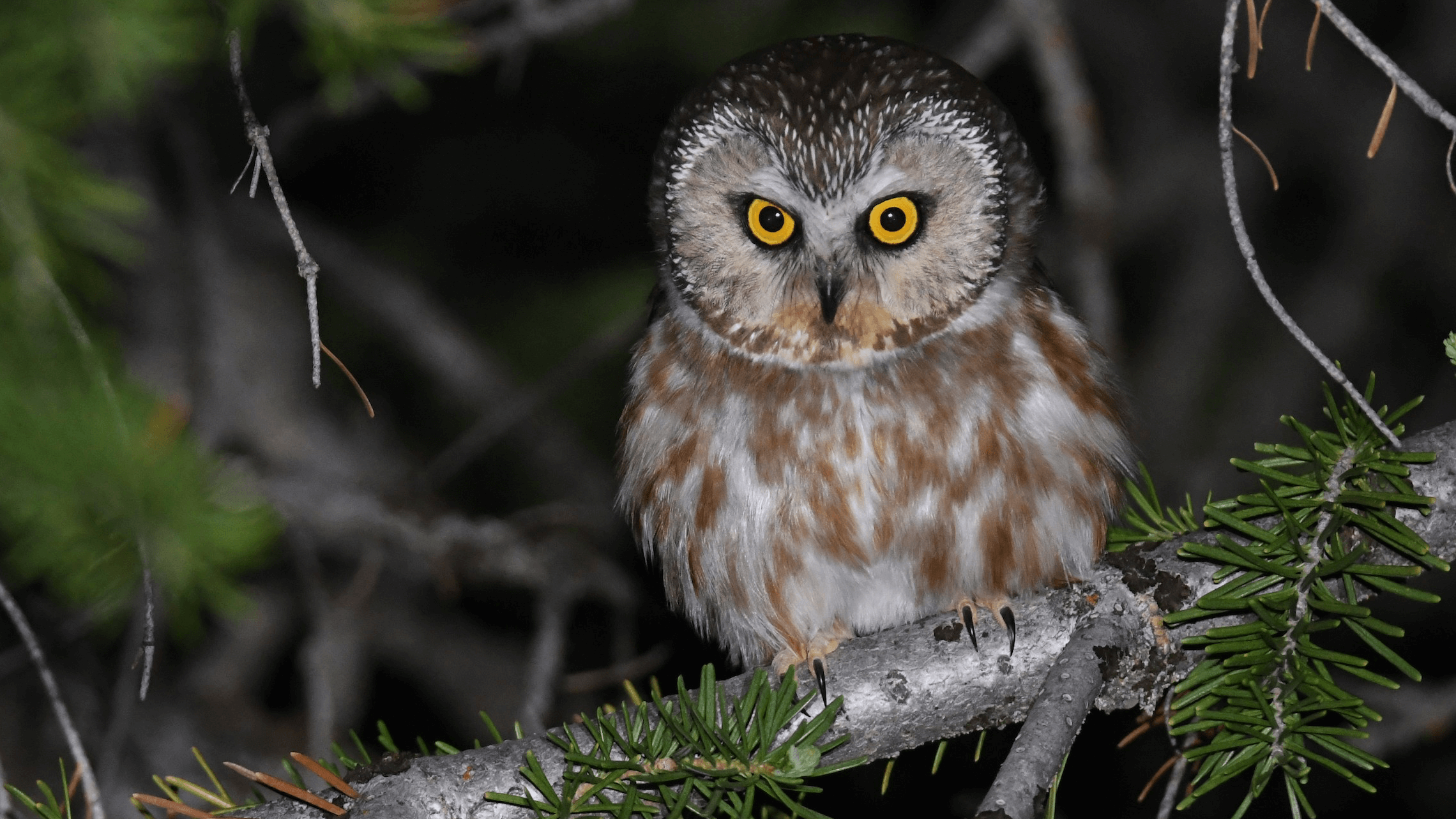 Northern Saw whet Owl Levi Plummer 2