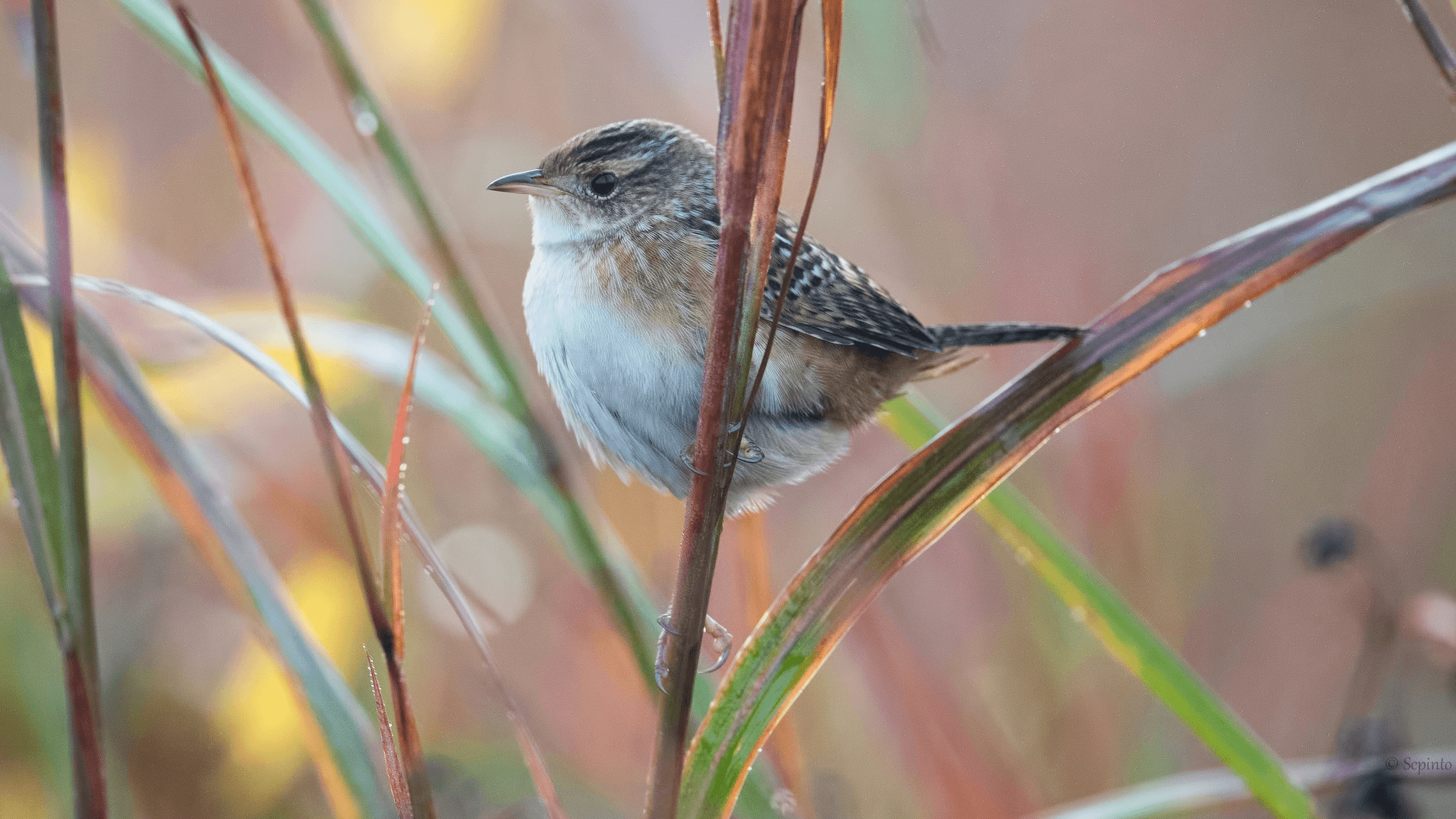 Sedge Wren Shailesh Pinto 2