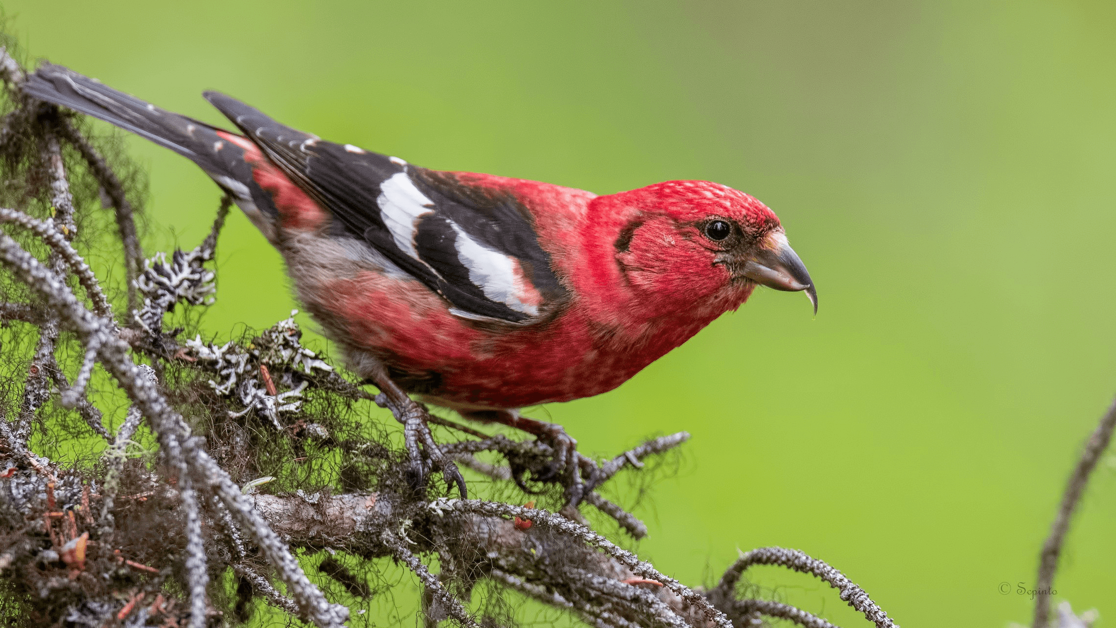 White winged Crossbill Shailesh Pinto 2